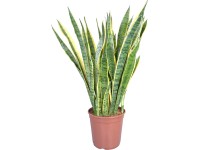 Svokrin jazyk Laurentii priemer kvetináča cca 24 cm