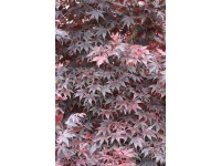 Javor dlaňolistý (acer palmatum) Bloodgood