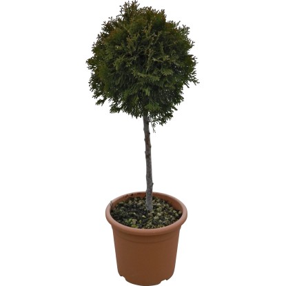 OBI Tuja západná "Smaragd" výška cca 65 cm