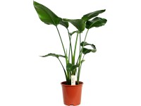 GROW by OBI Strelícia natalská (Strelitzia nicolai) výška 140-160 cm, pr. 27 cm