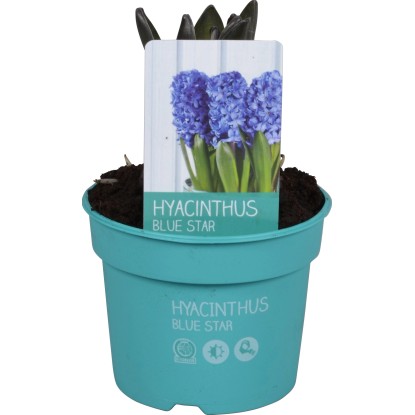 Hyacint (Hyacinthus) "Diamond Collection" Ø kvetináča cca 9 cm modrý