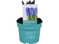 Hyacint (Hyacinthus) 