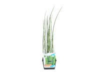OBI Praslička priemer kvetináča cca 18 cm Equisetum Anoponicum