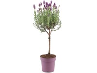 GROW by OBI Levanduľa (Lavandula stoechas) 