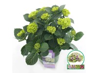 Hortenzia veľkolistá 