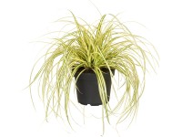 Grow by OBI Ostrica zlatá Evergold tm. zelená, pr. kv. 14 cm