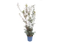 GROW by OBI Javor dlanitolistý (Acer palmatum) 