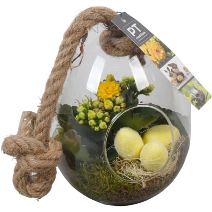 Royal Lemkes Veľkonoč. aranžmány rastlín kolopejka v záves.skl.kv. rôzne pr.13cm