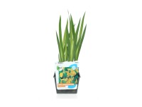 GROW by OBI Kosatec žltý (Iris pseudacorus) cca pr. 18 cm