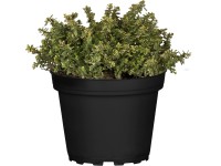 GROW by OBI Tymian citrónový (Thymus citriodorus), výška 10-20 cm