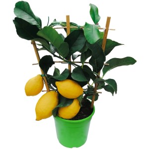 GROW by OBI Citrus Mitis na plochej mreži v kvetináči so žltými plodmi a zelenými listami.