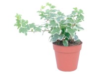 GROW by OBI Brečtan priemer kvetináča cca 13 cm biely pestrý