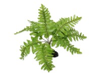 Repti Planet Rastlina papradie Nephrolepis 20 cm