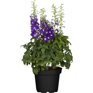 Kvitnúci fialový stračonôžka GROW by OBI v kvetináči, cca 19 cm.
