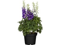 OBI Stračonôžka pr. kvetináča 19 cm