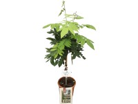 Grow by OBI Vistária vznešená 