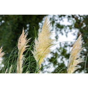 Detail GROW by OBI Pampas Grass Evita s dekoratívnymi, strieborno-žltými kvetenstvami.