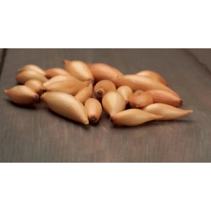 GardenSeed Premium Cibuľa sadzačka Birnformige 250 g