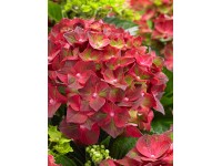 Hortenzia kalinolistá 