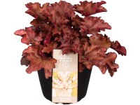 OBI Heuchera OBI Heuchera