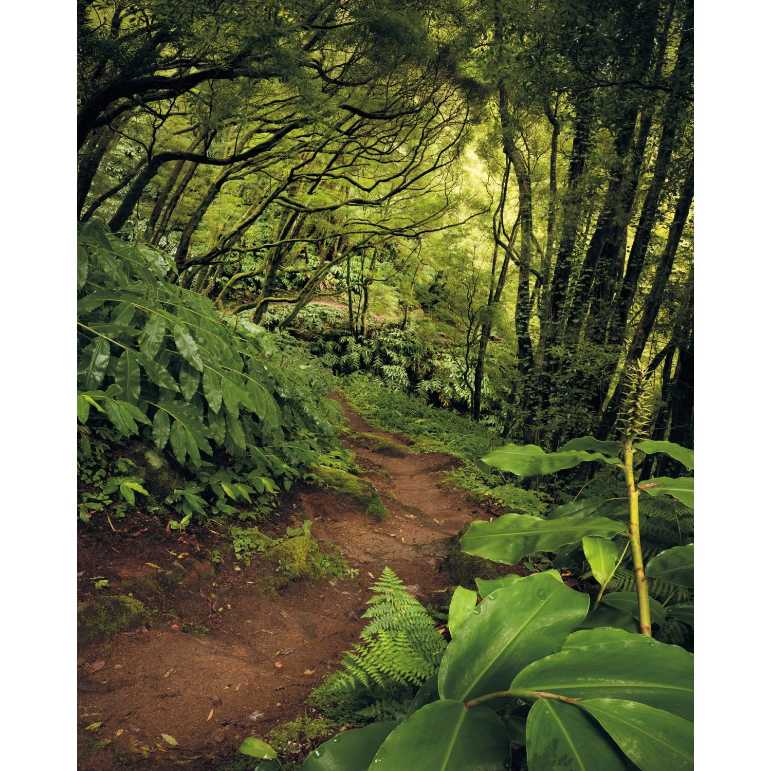 E-shop Komar Vliesová fototapeta The Path 200 x 250 cm
