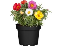 Portulaka veľkokvetá priemer kvetináča cca 11 cm