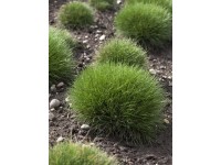 Kostrava medvedia (Festuca Gautieri (Scoparia)), pr. 9 x 9 cm