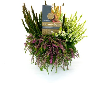 Calluna Beautybelle Mix v kvetináči, rôzne farby. Mrazuvzdorný, kvitnúci vres pre záhradu a balkón.