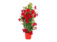 GROW by OBI Dipladénia (Mandevilla) Sundevillea, červená, výška 60-80 cm