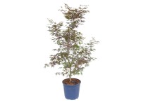 GROW by OBI Javor dlanitolistý (Acer palmatum) 