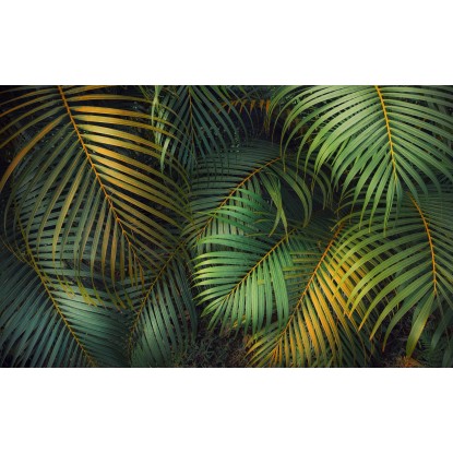 Komar Samolepiace vliesové fototapety Amazon Fern 400 x 250 cm