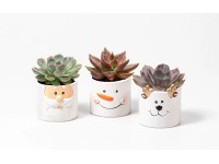 Dužička (Echeveria) v keramickom kvetináči, rôzne druhy, pr. 6 cm