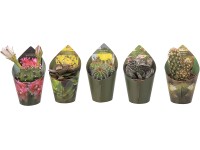 Giromagi Sukulent rôzne druhy 8-10 cm, pr. kvetináča 5,5 cm