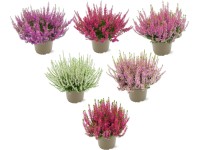 Landgard Vres obyčajný (Calluna vulgaris) 