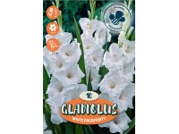 Royal De Ree Holland Kvetinové cibuľky Mečík 