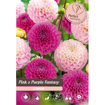 Dálie "Mix ružovej a purpurovej"