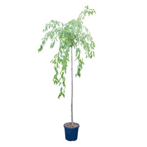 Okrasná čerešňa 'Kiku Shidare Zakura' ako strom v kvetináči, výška cca 220 cm.