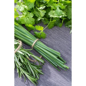 Čerstvé bylinky: pažítka, rozmarín a koriander pre nástenný držiak byliniek Naturfreund.