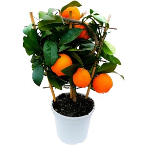 GROW by OBI Citrus Mitis na plochej mreži v kvetináči, s oranžovými plodmi a zelenými listami.