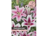 Royal De Ree Holland Kvetinové cibuľky Ľalia 