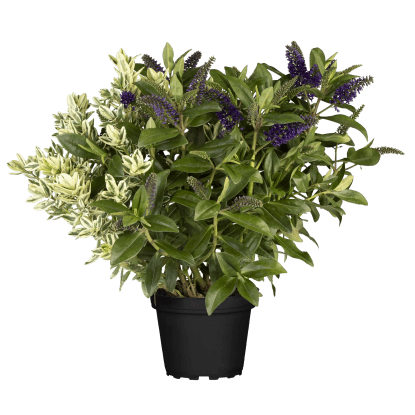 Hebe Andersonova (Hebe andersonii) Trio, pr. kv. cca 19 cm