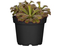 Rosička priemer kvetináča cca 9 cm Drosera Rosička priemer kvetináča cca 9 cm Drosera