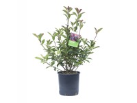 OBI Bršlen japonský 