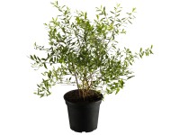 OBI Tavoľník Grefsheim, 50-60 cm, kvetináč cca 3,5 l OBI Tavoľník Grefsheim, 50-60 cm, kvetináč cca 3,5 l