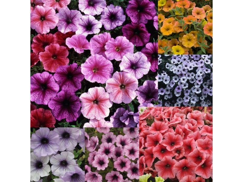 Obi Petunia () Obi Petunia