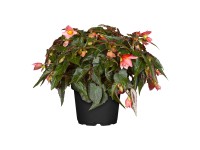 Begónia bolivíjska (Begonia boliviensis), pr. kv. cca 12 cm