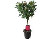 Stromčeková ruža ružová výška cca 70 - 80 cm objem kvetináča cca 2 l