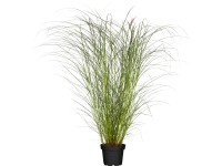 Grow by OBI Ozdobnica čínska Kleine Silberspinne pr. kv. cca 19 cm