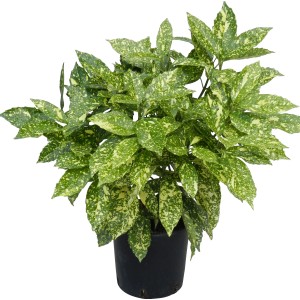 Goldorange Crotonifolia Gold v kvetináči, výška cca 40 cm. Stálezelený ker so žltými škvrnitými listami.