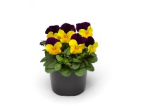 CZ-Flora Sirôtka drobnokvetá (Viola cornuta) mix farieb pr. cca 9 cm